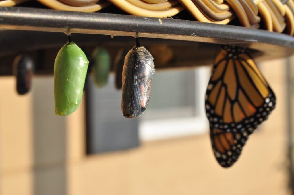 The Top Five Reasons Change Management Programs Fail and How to Avoid Them